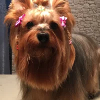 Ветеринарный кабинет Тяпа dog Фото 2 на проекте VetSpravka.ru Ветеринарный кабинет Тяпа dog Фото 2 на проекте VetSpravka.ru