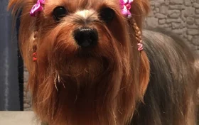 Ветеринарный кабинет Тяпа dog Фото 2 на проекте VetSpravka.ru