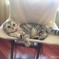 Holiday cat на проекте VetSpravka.ru Holiday cat на проекте VetSpravka.ru